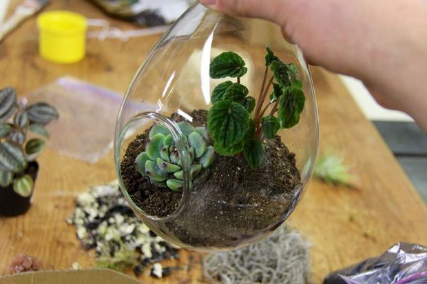 Волшебный сад за стеклом – флорариум своими руками от А до Я