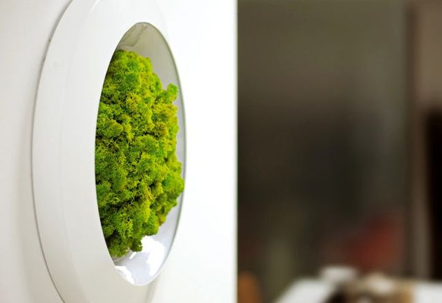 декоративный мох в интерьере Moss Design