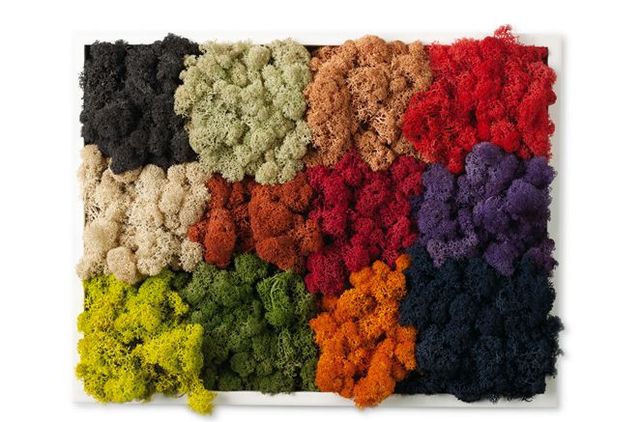 разноцветный декоративный мох проект Moss Design