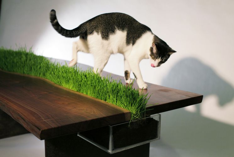 стол с контейнером, в котором растет трава