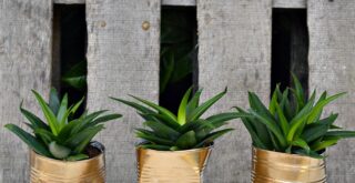 вазони з бляшанок своїми руками