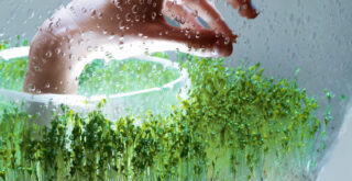 стельовий світильник glasshouse з рослинами