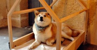 відкрита будка - будиночок для собачки