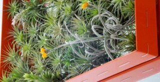 вертикальний сад тиландсії в інтер'єрі